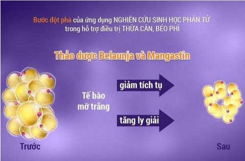 Thuốc Giảm Cân LIC