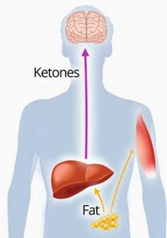 ketogen