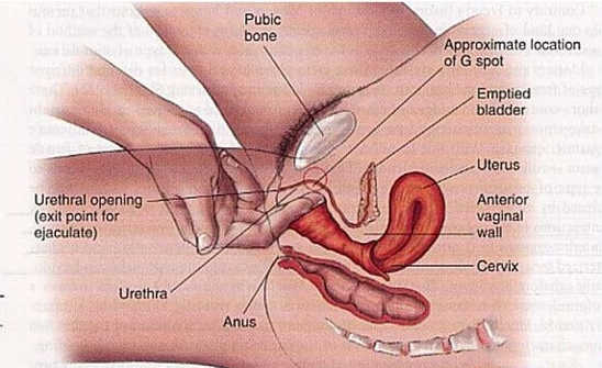 Hột le là gì